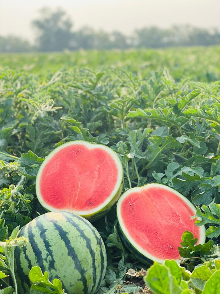 RD marca un hito en la agricultura con semillas de sandía de alto rendimiento